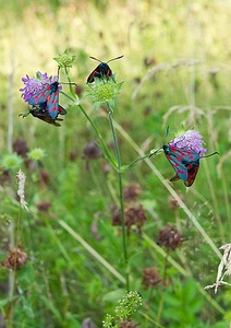 click for enlarge 800 X 1132 130.5 Kb picture