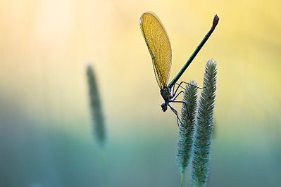 click for enlarge 962 X 641 261.3 Kb picture