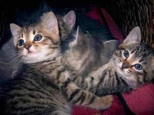 click for enlarge 574 X 430  41.7 Kb picture