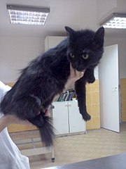 click for enlarge 768 X 1024 90.4 Kb picture