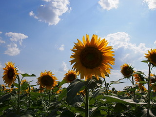 click for enlarge 1920 X 1440 583.1 Kb picture
