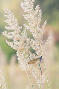 click for enlarge 997 X 1500 174.1 Kb picture
