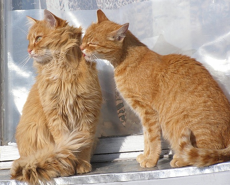 click for enlarge 800 X 643 149.6 Kb picture