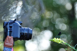 click for enlarge 800 X 531 72.7 Kb picture
