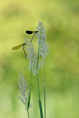 click for enlarge 531 X 800 49.5 Kb picture