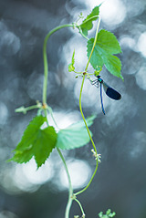 click for enlarge 801 X 1200 310.5 Kb picture