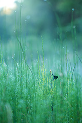 click for enlarge 801 X 1200 445.6 Kb picture