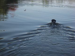 click for enlarge 1920 X 1440 731.9 Kb picture