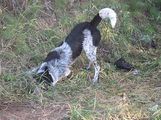 click for enlarge 1920 X 1440 375.6 Kb picture