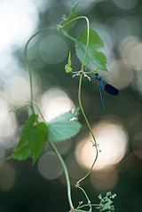 click for enlarge 801 X 1200 254.6 Kb picture