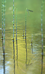 click for enlarge 742 X 1200 328.3 Kb picture