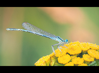 click for enlarge 900 X 662 435.7 Kb picture