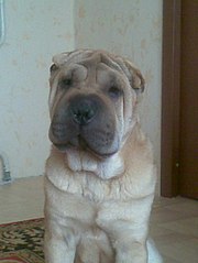 click for enlarge 453 X 604  40.5 Kb picture