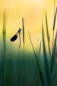 click for enlarge 641 X 962 235.2 Kb picture