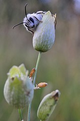 click for enlarge 531 X 800  55.0 Kb picture