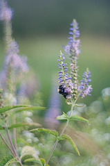 click for enlarge 997 X 1500 125.2 Kb picture