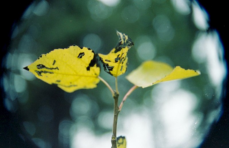 click for enlarge 807 X 523 53.3 Kb picture