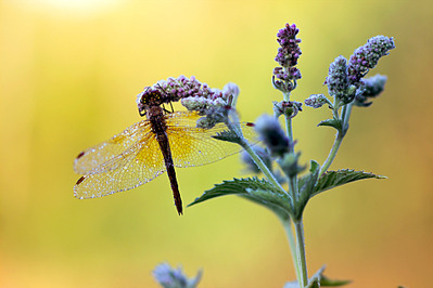 click for enlarge 962 X 641 343.7 Kb picture