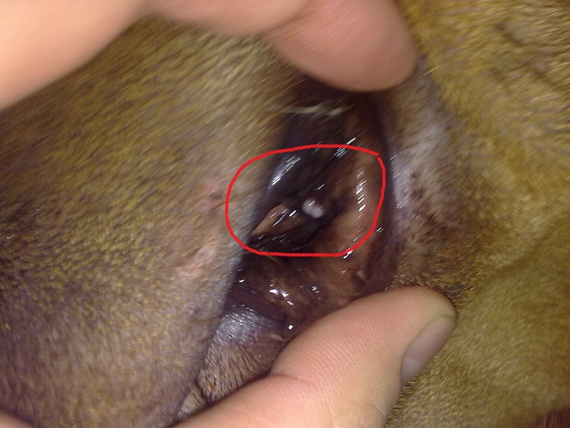 click for enlarge 1920 X 1440 563.5 Kb picture