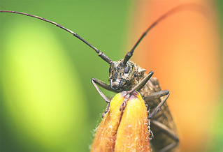 click for enlarge 900 X 615 242.6 Kb picture