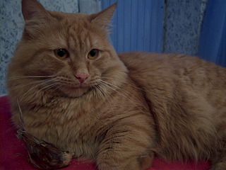 click for enlarge 1920 X 1440 782.2 Kb picture