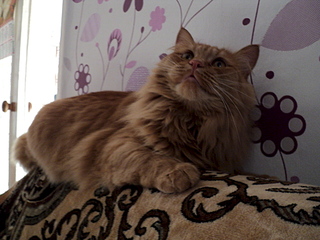 click for enlarge 1920 X 1440 158.3 Kb picture