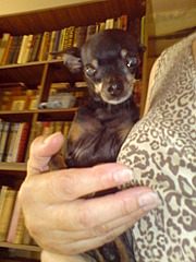 click for enlarge 1536 X 2048 800.2 Kb picture