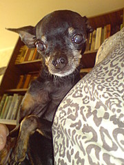 click for enlarge 1536 X 2048 670.3 Kb picture