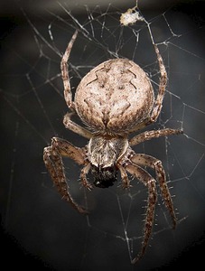 click for enlarge 800 X 1055 99.3 Kb picture