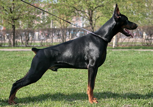 500 x 350