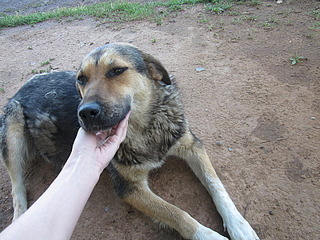 click for enlarge 800 X 600 203.2 Kb picture