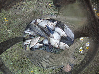 click for enlarge 1920 X 1440 414.2 Kb picture