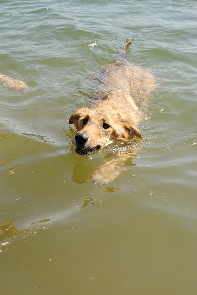 click for enlarge 1371 X 2048 333.0 Kb picture