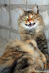 click for enlarge 1205 X 1795 260.8 Kb picture