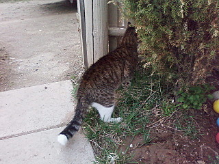 click for enlarge 640 X 480 86.3 Kb picture