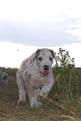click for enlarge 686 X 1024 239.6 Kb picture