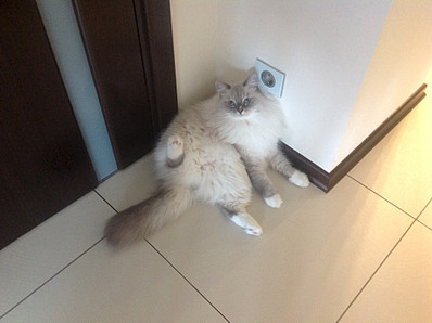 click for enlarge 1920 X 1434 451.3 Kb picture