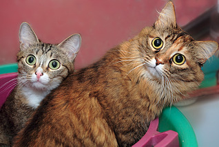 click for enlarge 1795 X 1205 289.8 Kb picture