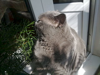 click for enlarge 1920 X 1440 405.2 Kb picture