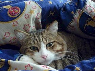 click for enlarge 448 X 336 33.8 Kb picture