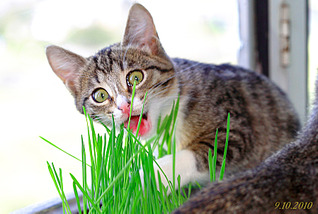 click for enlarge 1795 X 1205 243.6 Kb picture