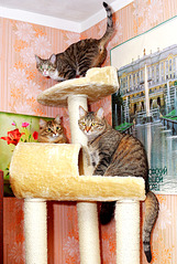 click for enlarge 1205 X 1795 407.1 Kb picture