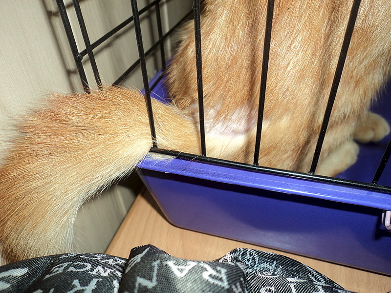 click for enlarge 1920 X 1440 900.5 Kb picture