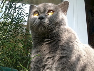 click for enlarge 1920 X 1440 688.4 Kb picture