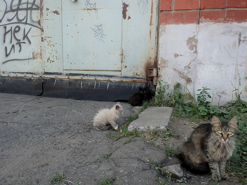 click for enlarge 1920 X 1440 700.2 Kb picture