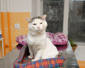 click for enlarge 807 X 648 78.1 Kb picture