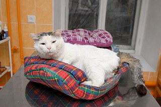 click for enlarge 807 X 540 77.7 Kb picture