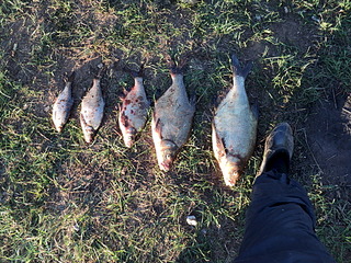 click for enlarge 1920 X 1440 586.5 Kb picture