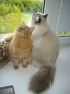 click for enlarge 1920 X 2560 311.0 Kb picture