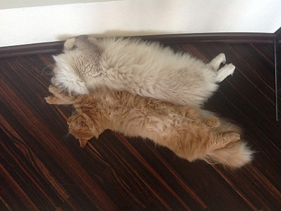 click for enlarge 1920 X 1434 463.7 Kb picture